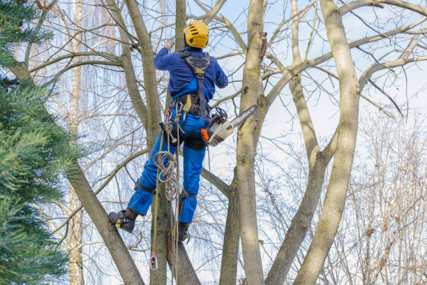 Best Lawn Maintenance Plans  in Throop, PA