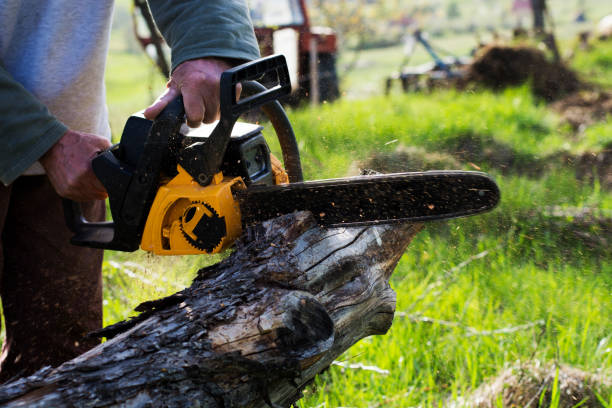 Best Arborist Consultation Services  in Throop, PA
