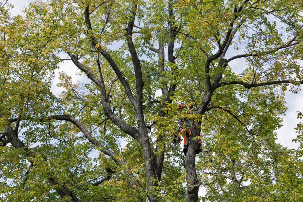 Professional Tree Care in Throop, PA